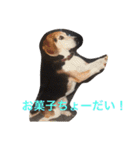 うちの愛犬ジャック（個別スタンプ：30）