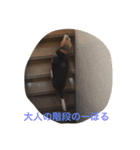 うちの愛犬ジャック（個別スタンプ：31）