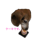 うちの愛犬ジャック（個別スタンプ：32）