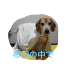 うちの愛犬ジャック（個別スタンプ：33）