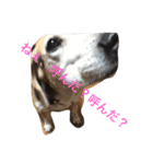 うちの愛犬ジャック（個別スタンプ：34）