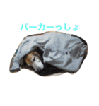 うちの愛犬ジャック（個別スタンプ：35）