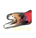 うちの愛犬ジャック（個別スタンプ：36）