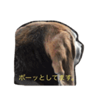 うちの愛犬ジャック（個別スタンプ：37）