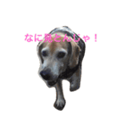 うちの愛犬ジャック（個別スタンプ：38）