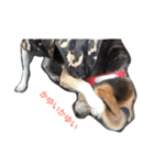 うちの愛犬ジャック（個別スタンプ：39）