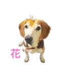 うちの愛犬ジャック（個別スタンプ：40）