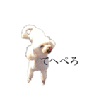 青木家の犬たち（個別スタンプ：1）
