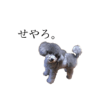 青木家の犬たち（個別スタンプ：2）