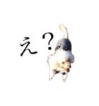 青木家の犬たち（個別スタンプ：3）