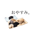 青木家の犬たち（個別スタンプ：4）