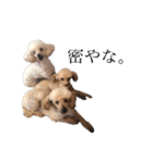 青木家の犬たち（個別スタンプ：5）