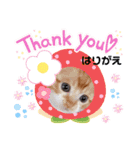 はり猫（個別スタンプ：3）