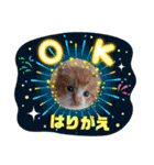 はり猫（個別スタンプ：5）