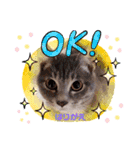 はり猫（個別スタンプ：6）