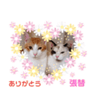 はり猫（個別スタンプ：9）