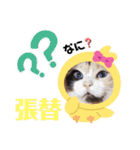はり猫（個別スタンプ：11）