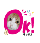 はり猫（個別スタンプ：14）