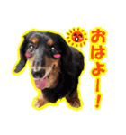 関西弁を使うウチん家のミニチュアダックス（個別スタンプ：1）