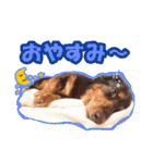 関西弁を使うウチん家のミニチュアダックス（個別スタンプ：2）