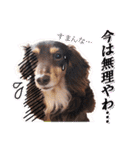 関西弁を使うウチん家のミニチュアダックス（個別スタンプ：3）