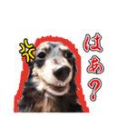 関西弁を使うウチん家のミニチュアダックス（個別スタンプ：7）