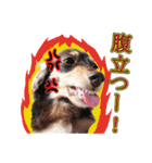 関西弁を使うウチん家のミニチュアダックス（個別スタンプ：8）