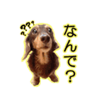 関西弁を使うウチん家のミニチュアダックス（個別スタンプ：10）