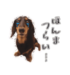 関西弁を使うウチん家のミニチュアダックス（個別スタンプ：12）