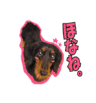 関西弁を使うウチん家のミニチュアダックス（個別スタンプ：14）