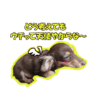 関西弁を使うウチん家のミニチュアダックス（個別スタンプ：16）
