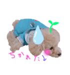 赤ちゃんプードルのラテちゃん1（個別スタンプ：1）