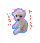 赤ちゃんプードルのラテちゃん1（個別スタンプ：4）