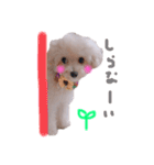 赤ちゃんプードルのラテちゃん1（個別スタンプ：16）