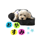 王子うずらスタンプ（個別スタンプ：9）