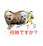 王子うずらスタンプ（個別スタンプ：15）