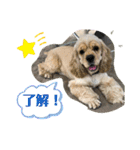 王子うずらスタンプ（個別スタンプ：19）