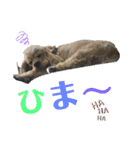 王子うずらスタンプ（個別スタンプ：20）