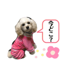 王子うずらスタンプ（個別スタンプ：23）
