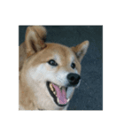 柴犬のまさおのスタンプ（個別スタンプ：3）
