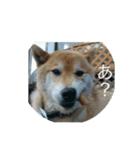 柴犬のまさおのスタンプ（個別スタンプ：4）