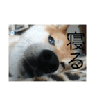 柴犬のまさおのスタンプ（個別スタンプ：5）