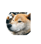 柴犬のまさおのスタンプ（個別スタンプ：7）