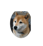 柴犬のまさおのスタンプ（個別スタンプ：8）