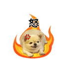 唯我独尊我儘犬『麿～マロ～』（個別スタンプ：1）