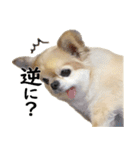 唯我独尊我儘犬『麿～マロ～』（個別スタンプ：2）