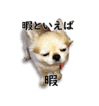 唯我独尊我儘犬『麿～マロ～』（個別スタンプ：4）