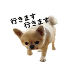 唯我独尊我儘犬『麿～マロ～』（個別スタンプ：5）