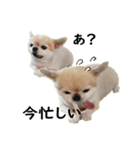 唯我独尊我儘犬『麿～マロ～』（個別スタンプ：6）