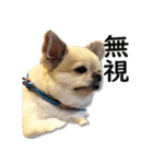 唯我独尊我儘犬『麿～マロ～』（個別スタンプ：7）